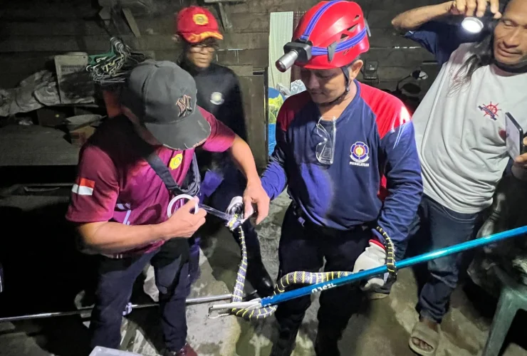 Ular Berbisa Masuk Dapur Warga Sambaliung, Damkar Berau Langsung Turun Tangan