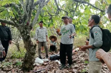 Masa Depan Cerah Kakao Berau, Petani Dilatih Teknik Fermentasi hingga Teknologi Pengeringan Modern