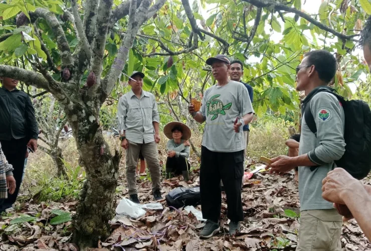 Masa Depan Cerah Kakao Berau, Petani Dilatih Teknik Fermentasi hingga Teknologi Pengeringan Modern