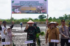 Tanam Serentak di Labanan Jaya, Sinergi Pemkab Berau dan TNI Perkuat Ketahanan Pangan