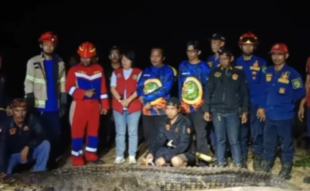 Evakuasi buaya di Sungai Kenyamukan, Kutim, Kaltim. (expresi)