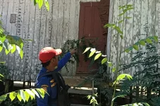 Gerak Cepat Damkar Berau Musnahkan Sarang Tawon Vespa di Puskesmas Long Laai