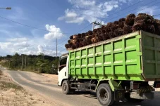 Harga TBS di Berau Makin Lesu, Petani Sawit Harap Solusi Pemerintah