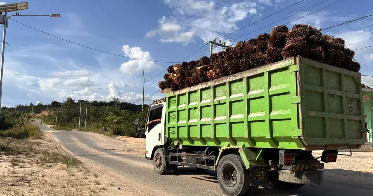 Harga TBS di Berau Makin Lesu, Petani Sawit Harap Solusi Pemerintah