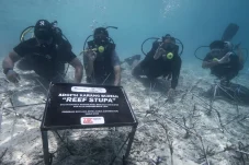 Kolaborasi PT Berau Coal dan Multistakeholder Jaga Kelestarian Laut Maratua lewat Transplantasi Terumbu Karang