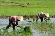 Petani Berau Tak Fokus Bertani, Banyak yang Pilih Kerja di Perusahaan demi Gaji Tetap
