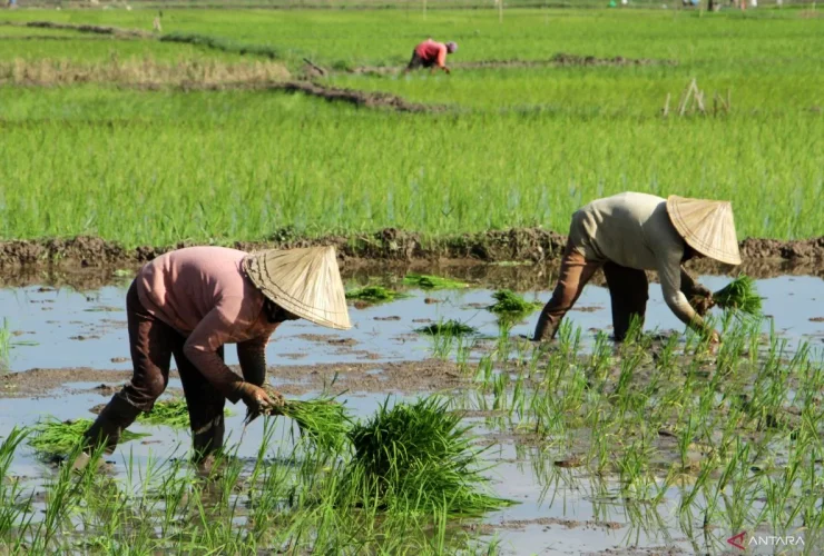 Petani Berau Tak Fokus Bertani, Banyak yang Pilih Kerja di Perusahaan demi Gaji Tetap
