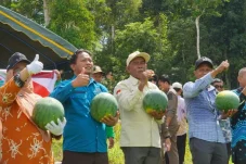 Sukses Sulap Lahan Tidur Jadi Produktif, BUMK Dumaring Panen Raya 20 Ton Semangka
