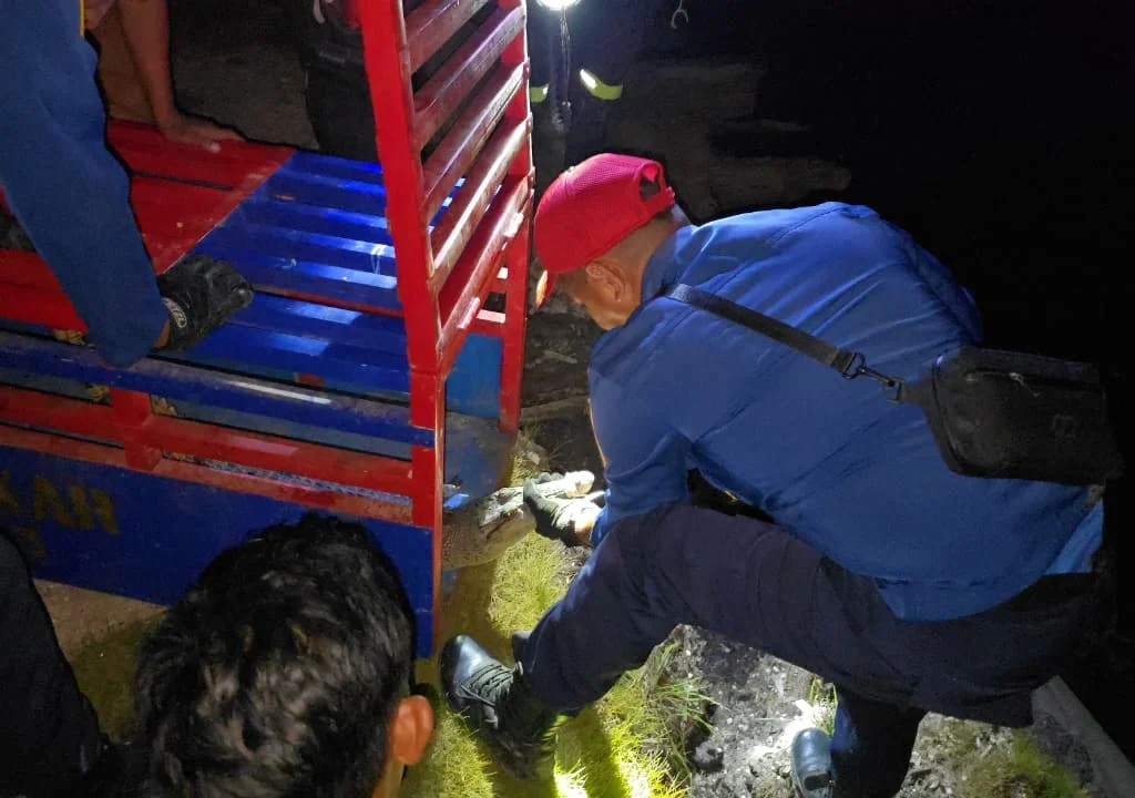 Proses evakuasi buaya muara yang dilakukan Disdamkarmat Berau, Senin (11/5/2026). (Dok. Disdamkarmat Berau)