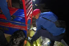 Buaya Muara Masuk Garasi Bus, Tim Damkar Lakukan Evakuasi Dilepas ke Habitat Alami