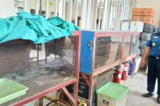 Dari Buaya Hingga Ular, Intip Cara Disdamkarmat Berau Tangani Satwa Liar Hasil Evakuasi
