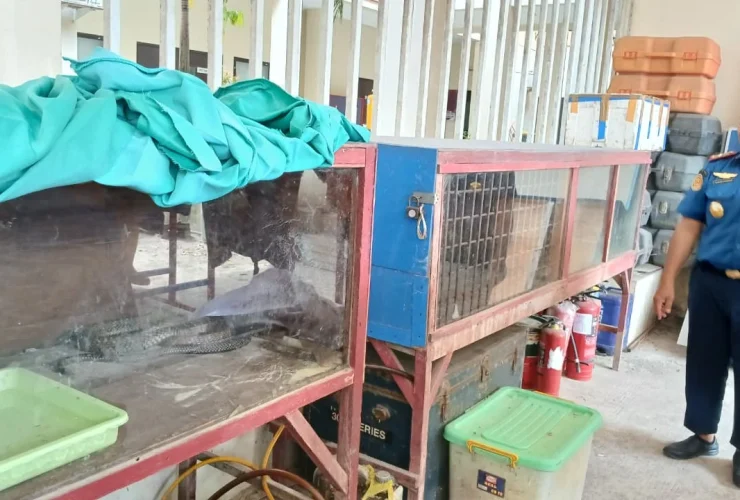 Dari Buaya Hingga Ular, Intip Cara Disdamkarmat Berau Tangani Satwa Liar Hasil Evakuasi