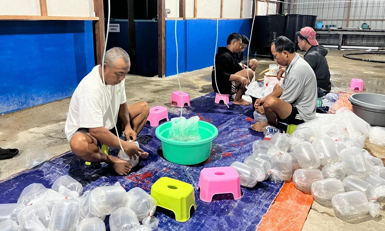 Proses pembenihan yang dilakukan SMKN 3 Tanjung Batu. (Dok. SMKN 3 Tanjung Batu)
