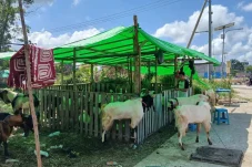 Pedagang Sebut Penjualan Hewan Kurban Menurun, Harga Lebih Tinggi Dibanding Tahun Lalu