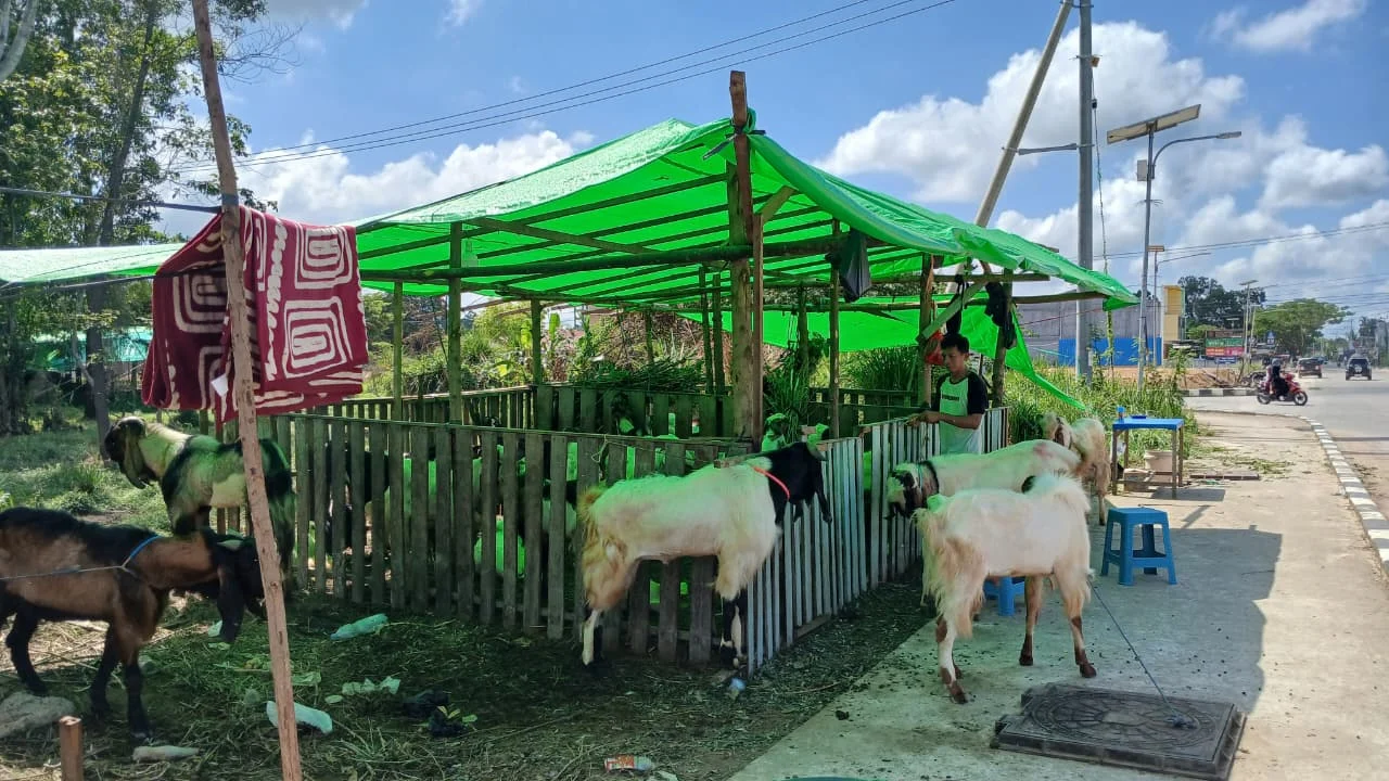 Pedagang Sebut Penjualan Hewan Kurban Menurun, Harga Lebih Tinggi Dibanding Tahun Lalu