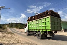 Harga TBS Sawit di Segah Anjlok Drastis, Warga Minta Pemkab Berau Lakukan Intervensi