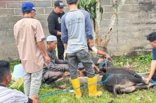 Iduladha Penuh Kebersamaan, PWI dan SMSI Berau Sembelih 4 Sapi Kurban