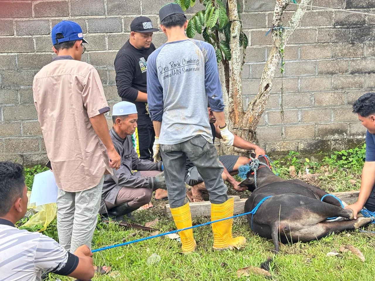 Iduladha Penuh Kebersamaan, PWI dan SMSI Berau Sembelih 4 Sapi Kurban
