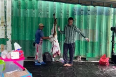 Ekonomi Lesu Bukan Alasan, PT PMB dan PT PASN Potong 25 Sapi Kurban untuk Warga Berau