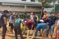 Berbagi ke Sesama, Polres Berau Kurban 31 Sapi dan 15 Kambing untuk Masyarakat
