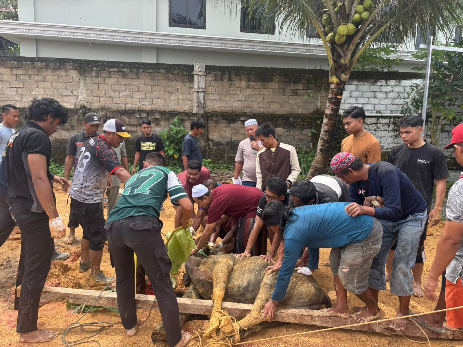 Berbagi ke Sesama, Polres Berau Kurban 31 Sapi dan 15 Kambing untuk Masyarakat