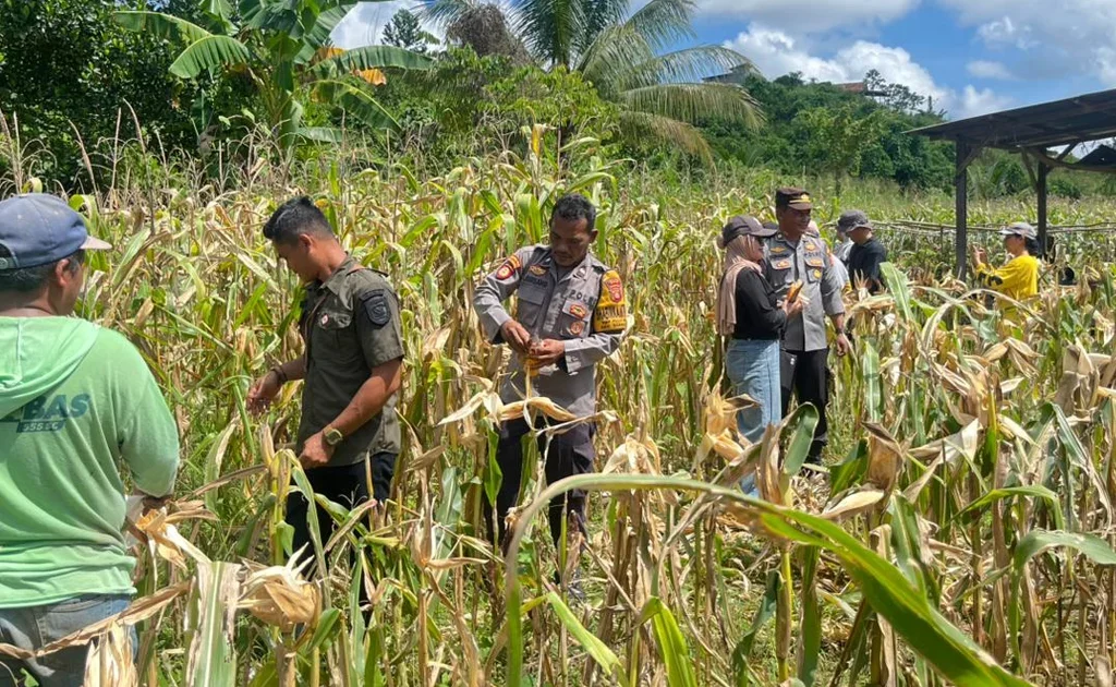 Panen Raya Jagung di Sambaliung, Polres Berau Hasilkan 3 Ton untuk Dukung Ketahanan Pangan (Ist)