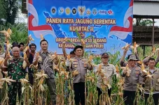 Dukung Ketahanan Pangan: Polres Berau Panen Raya Jagung 3 Ton di Sambaliung