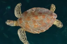 913 Penyu Terdeteksi di Laut Berau, Bukti Surga Penyu Indonesia Masih Terjaga