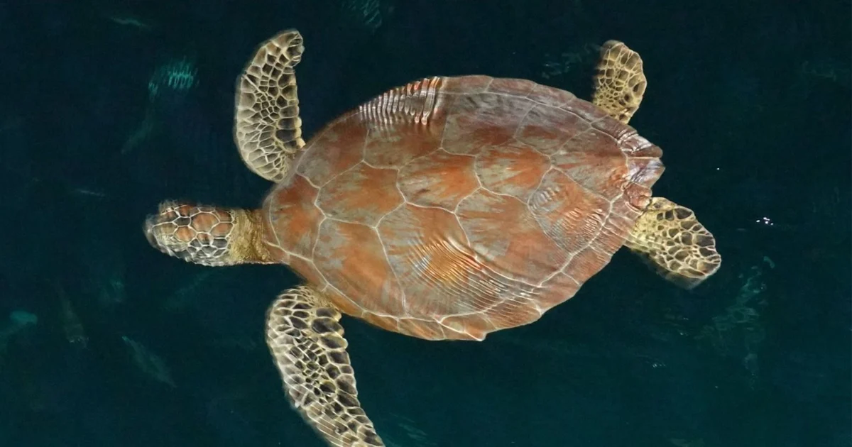 913 Penyu Terdeteksi di Laut Berau, Bukti Surga Penyu Indonesia Masih Terjaga