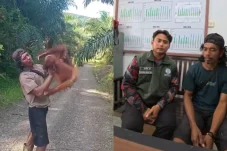 BKSDA Datangi Perusahaan Sawit Usai Video Orang Utan Digendong Karyawan Viral, Pelaku Sudah Minta Maaf