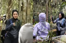 Wisata Hutan Anggrek Dibuka Bulan Depan, Wisatawan Bisa Adopsi Flora Langka Kalimantan Nyaris Punah