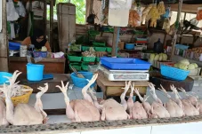 Pasokan Aman 3 Bulan ke Depan, Daging Ayam di Berau Surplus hingga Kirim ke Kaltara