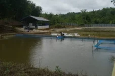 Sulap Pekarangan Jadi Ladang Cuan, Dinas Perikanan Berau Gencarkan Budidaya Ikan Kolam Terpal