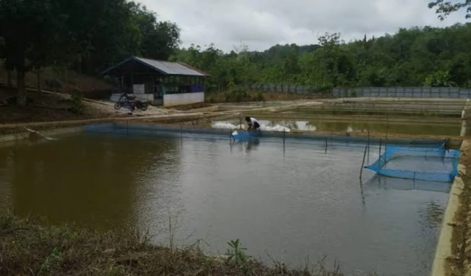Sulap Pekarangan Jadi Ladang Cuan, Dinas Perikanan Berau Gencarkan Budidaya Ikan Kolam Terpal