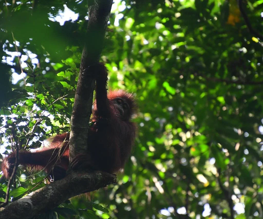 Pelepasliaran orangutan ke Hutan Lindung Gunung Batu Mesangat, Kecamatan Busang, Kabupaten Kutai Timur.
