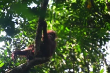 Usai Sekolah Hutan 6 Tahun, 3 Orangutan Bekas Peliharaan Kembali ke Alam Liar di Hutan Lindung Gunung Batu Mesangat