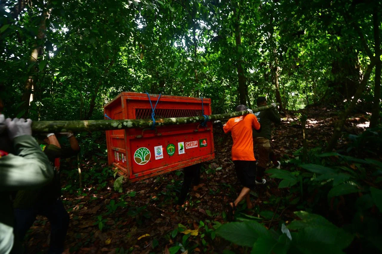 Pelepasliaran orangutan ke Hutan Lindung Gunung Batu Mesangat, Kecamatan Busang, Kabupaten Kutai Timur.