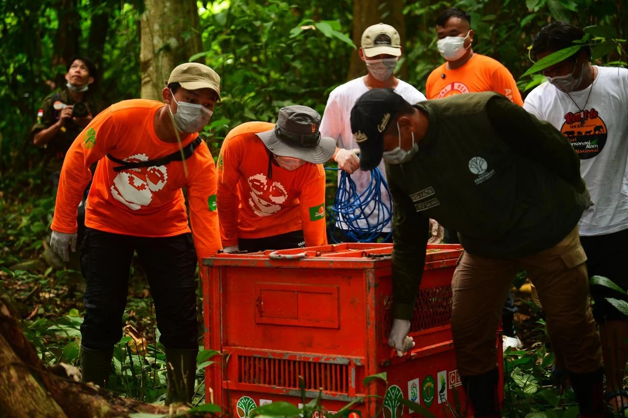 Pelepasliaran orangutan ke Hutan Lindung Gunung Batu Mesangat, Kecamatan Busang, Kabupaten Kutai Timur.