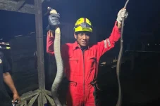 King Kobra Masuk Rumah Warga Gunung Tabur, Damkar Berau Sigap Evakuasi
