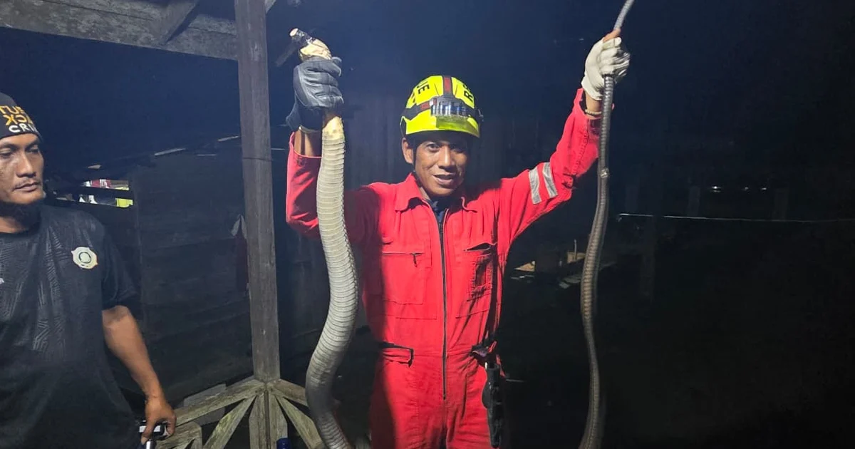 King Kobra Masuk Rumah Warga Gunung Tabur, Damkar Berau Sigap Evakuasi