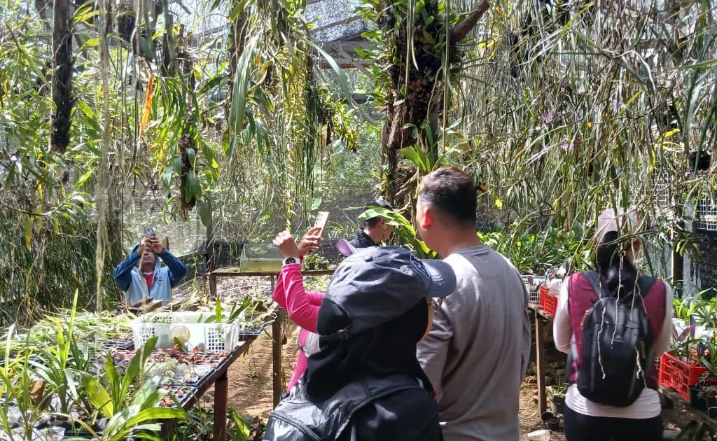 Jenis-jenis anggrek yang ditemukan di dalam hutan Tubaan Minggu (14/6/2026) (Adrikni/BT)