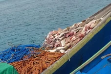 Perburuan Hiu Ilegal Masih Marak, Pemkab Berau Bilang Begini