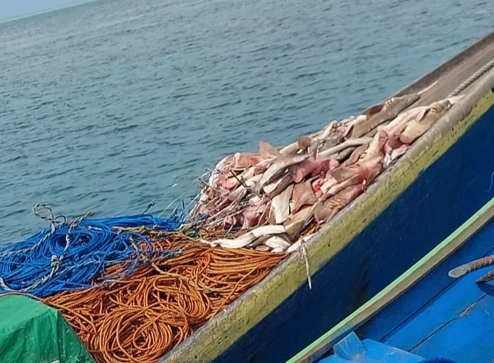 Susah Payah Cari Saat Menyelam! Berau Divers Kutuk Keras Pembantaian Puluhan Hiu untuk Umpan di Perairan Derawan