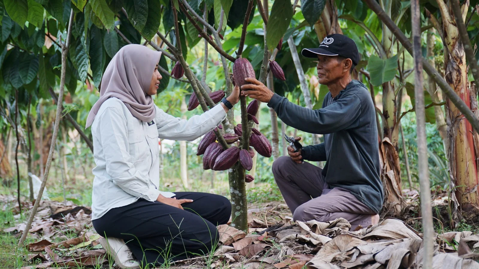 Dari Lahan Tidur Menuju Harapan Baru, Petani 62 Tahun di Gurimbang Bangun Masa Depan Lewat Kakao