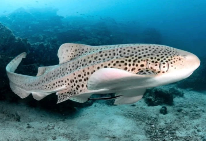 50 Hiu Leopard Diekspor Tiap Tahun lewat Kaltara, Perairan Berau Dikhawatirkan Jadi Sasaran