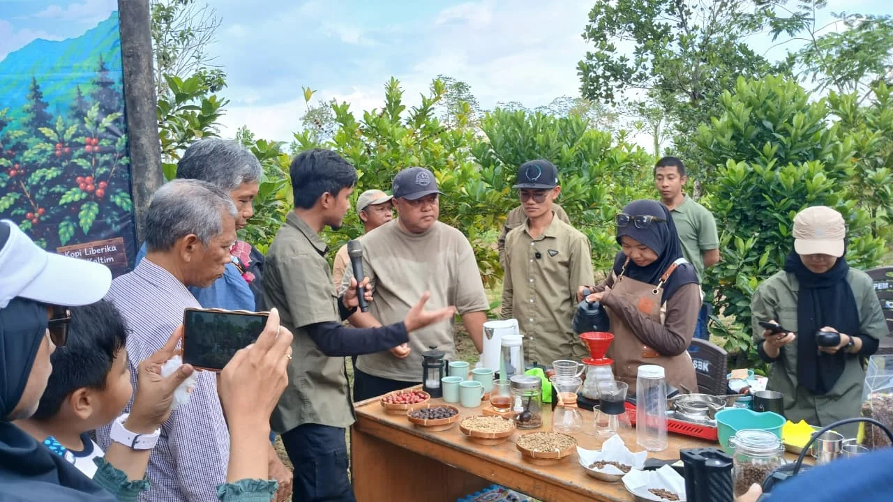 Bersaing dengan Tambang dan Sawit, Pemkab Berau Dorong Pengembangan Kopi Liberika Lokal