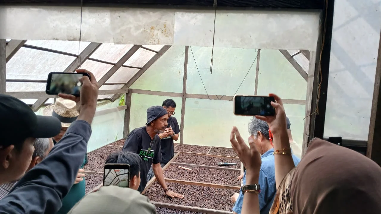 Jurus Pemerintah Populerkan Kopi Liberika Berau