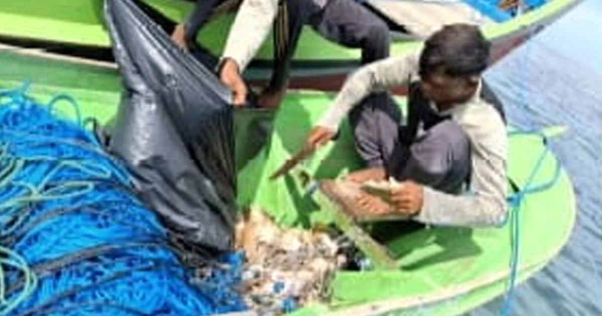 Soal Penangkapan Hiu Ilegal, Diskan Berau Minta Pengawasan Intensif Pemprov Kaltim