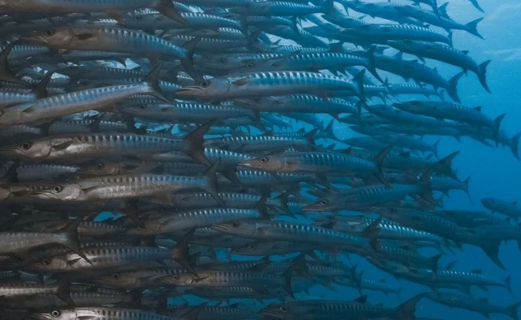 Penyelam sedang menikmati  keindahan berenang dengan ribuan ikan Barracuda. (Facebook/Noah Resort)