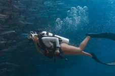 Sensasi ‘Barracuda Tornado’ di Maratua, Idaman Divers yang Ingin Uji Adrenalin di Laut Berau